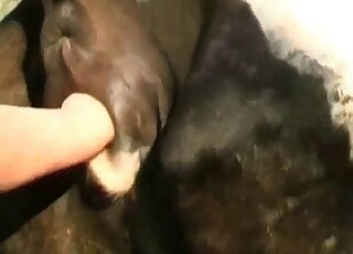 Pig animal sex