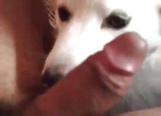 Doggy